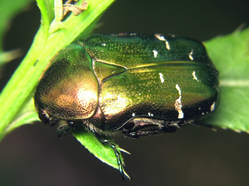 Cetonia aurata (Linnaeus, 1761)